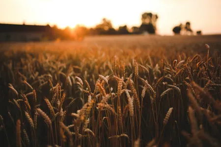 Proiecte și investiții în domeniul agricol